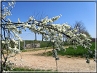 foto Ciliegi in fiore tra i Colli Asolani